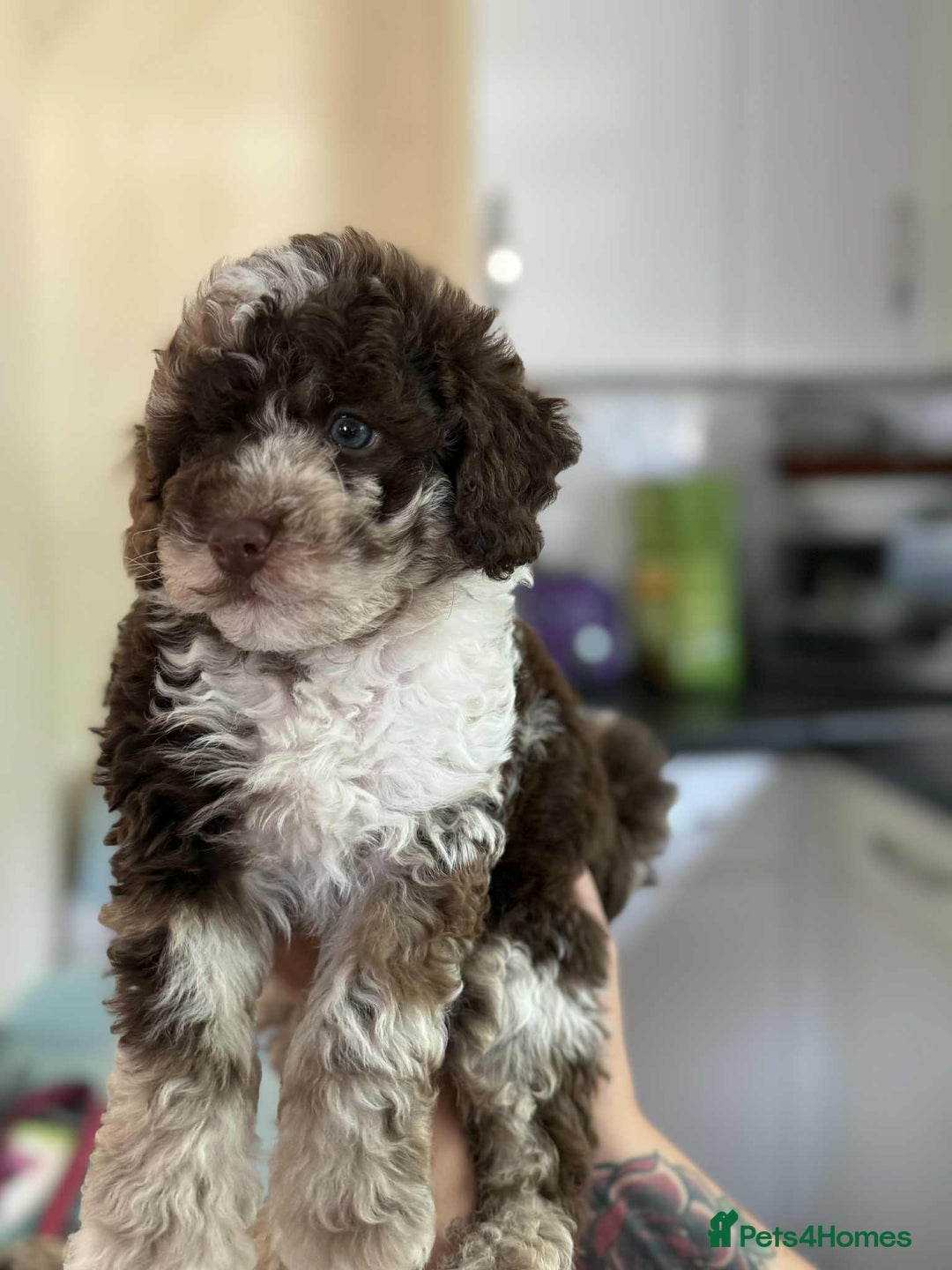 Sheepadoodle dogs for sale: F1b mini sheepadoodles - Image 16
