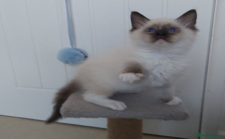 Ragdoll cats - Advert 4