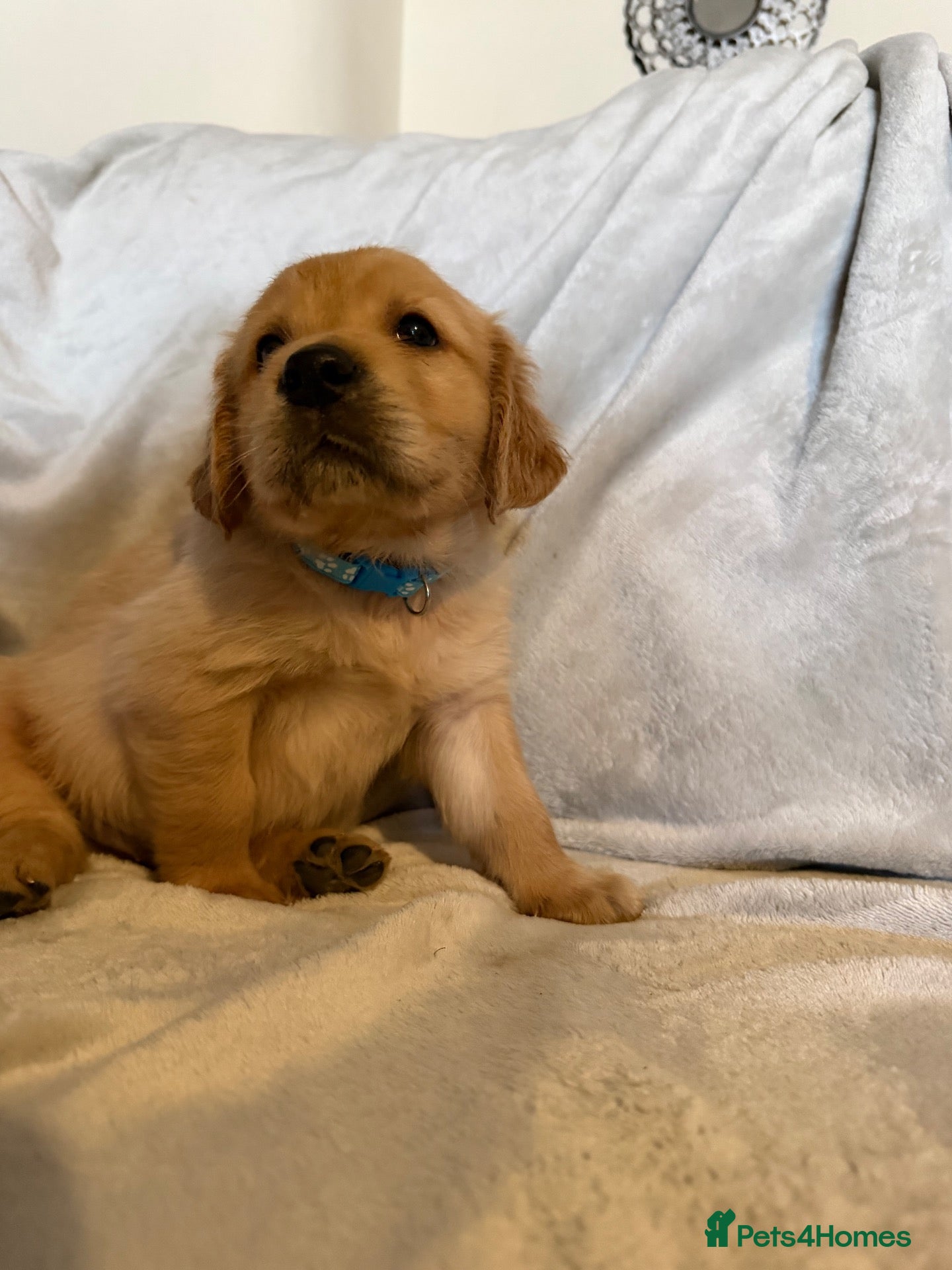 Golden Retriever dogs Golden retriever gorgeous dark puppies 🐶 🦴 - Advert 4