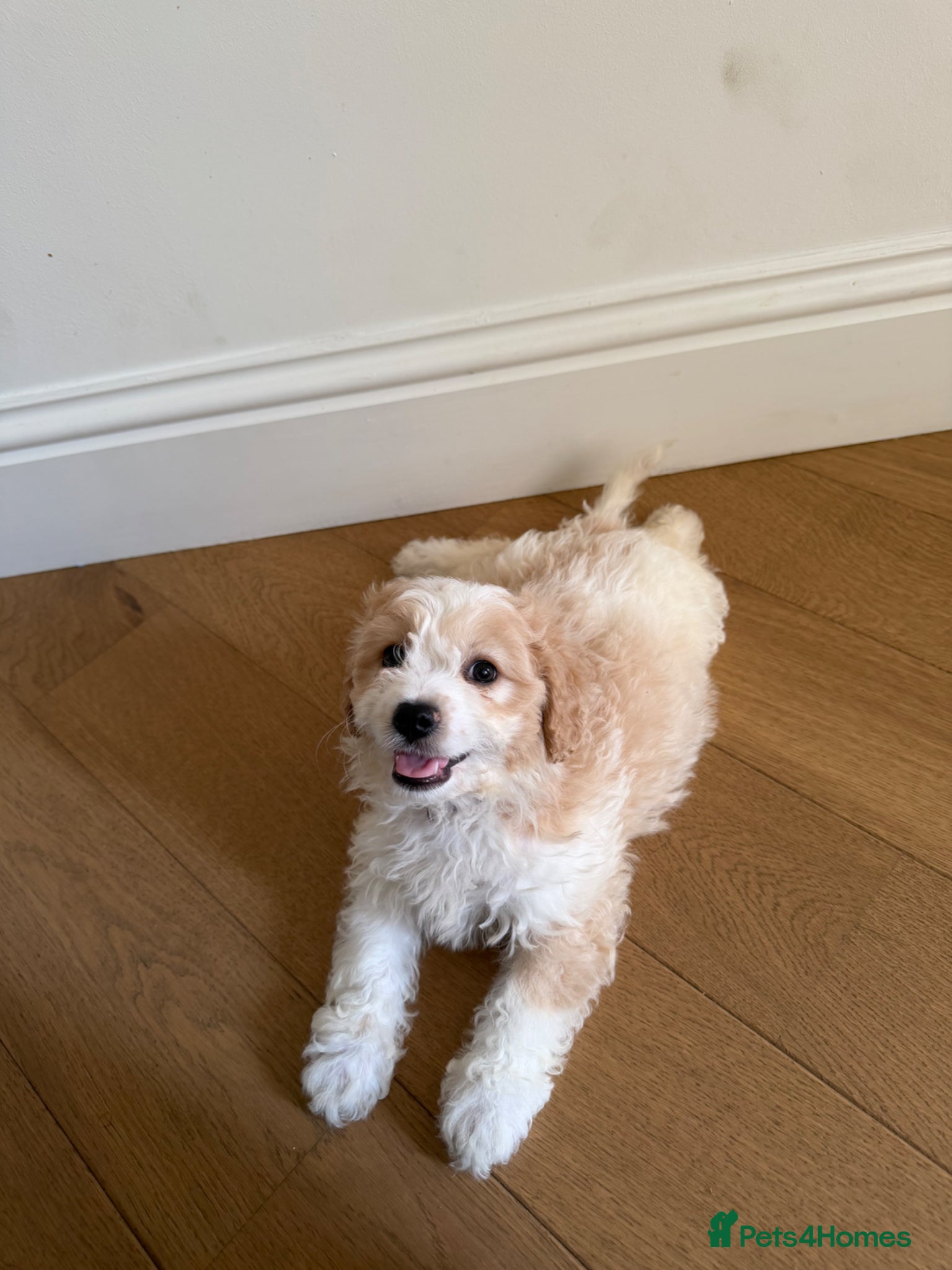 Cavachon dogs 💕 READY NOW GIRLS ONLY  💕 - Advert 2