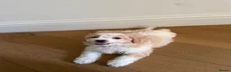 Cavachon dogs for sale: 💕 READY NOW VACCINATED  - Advert 6