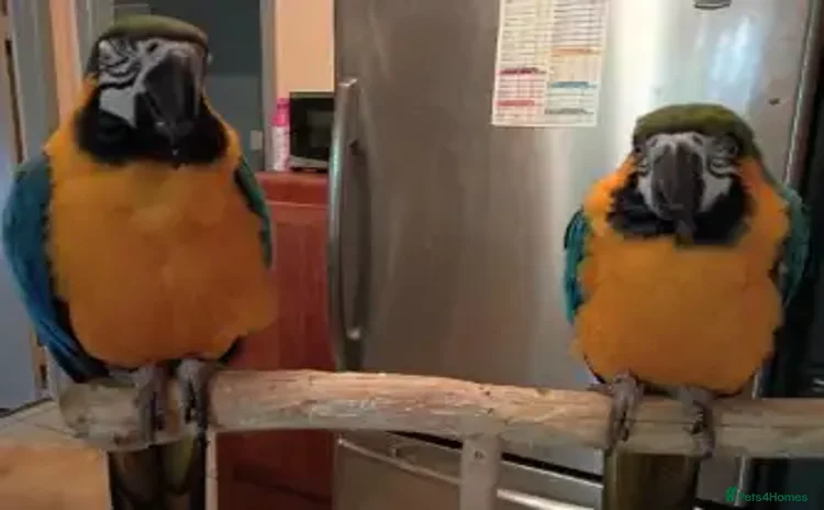 Macaws birds - Advert 1