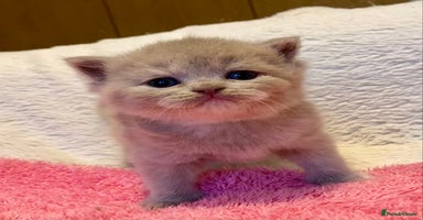 British Longhair cats - Advert 3