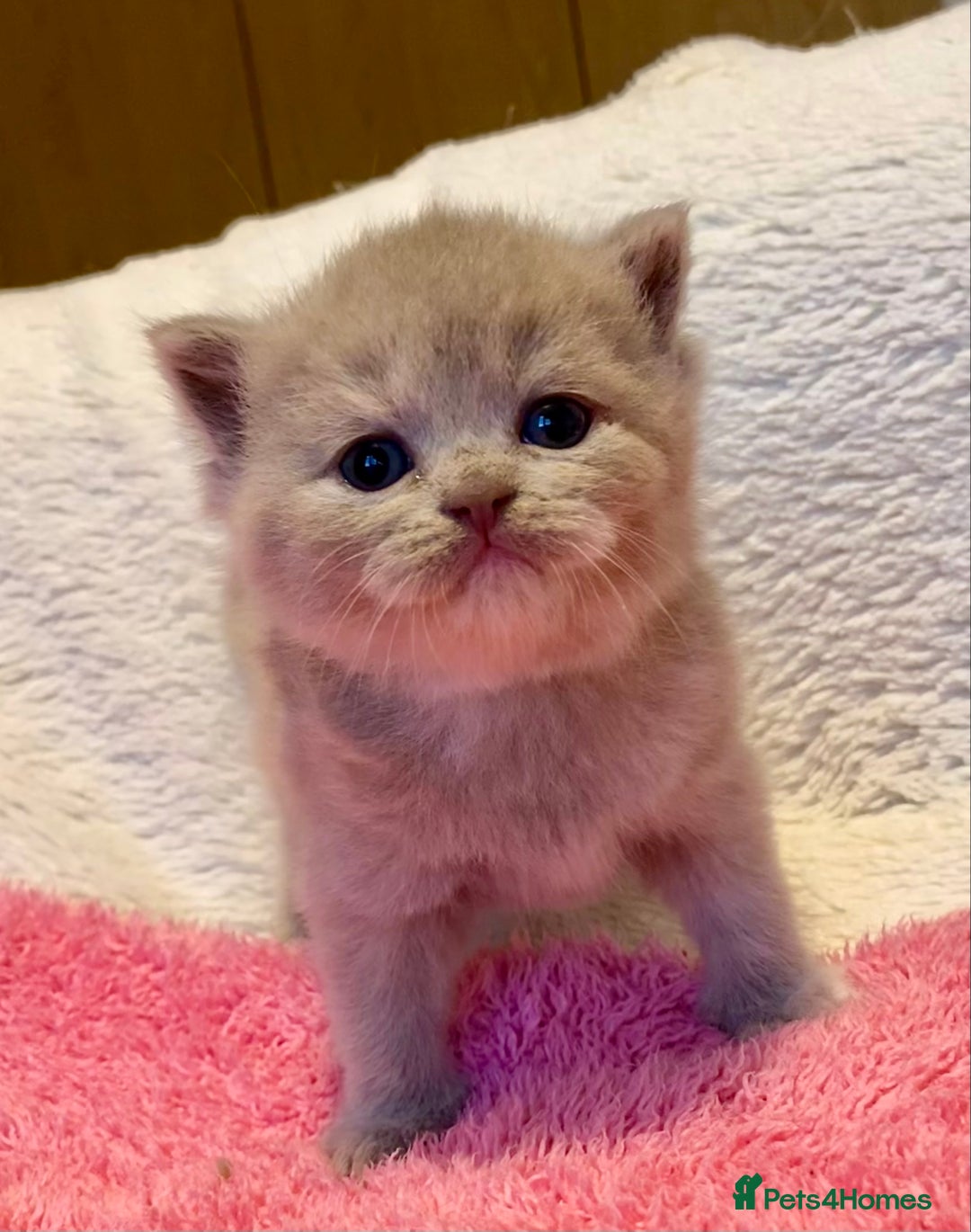 British Longhair cats for sale: Excellent show class kittens  - Image 2