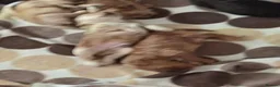 Cockapoo dogs for sale: Cockapoo  in Birmingham - Advert 8