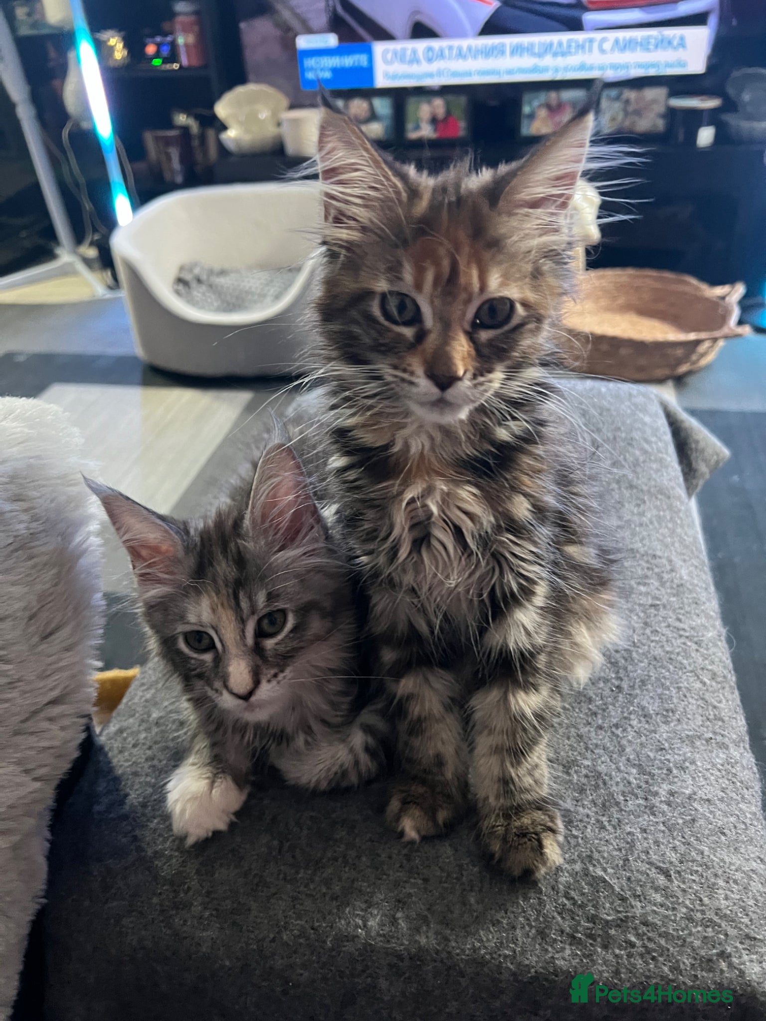 Maine Coon cats Maine Coon kittens - Advert 2