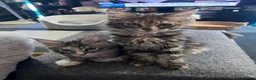 Maine Coon cats for sale: Maine Coon kittens - Advert 2