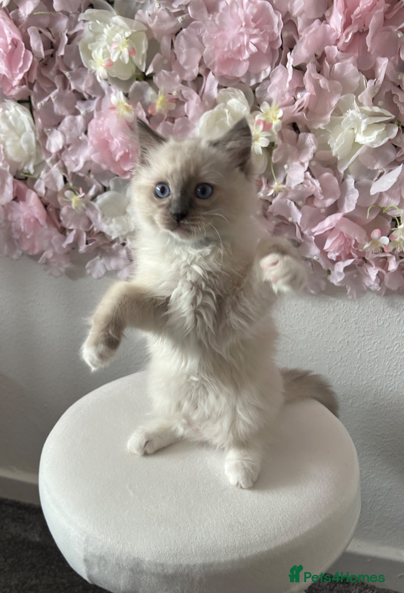 Ragdoll cats Ragdoll - Advert 15