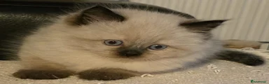 Ragdoll Kitten 1