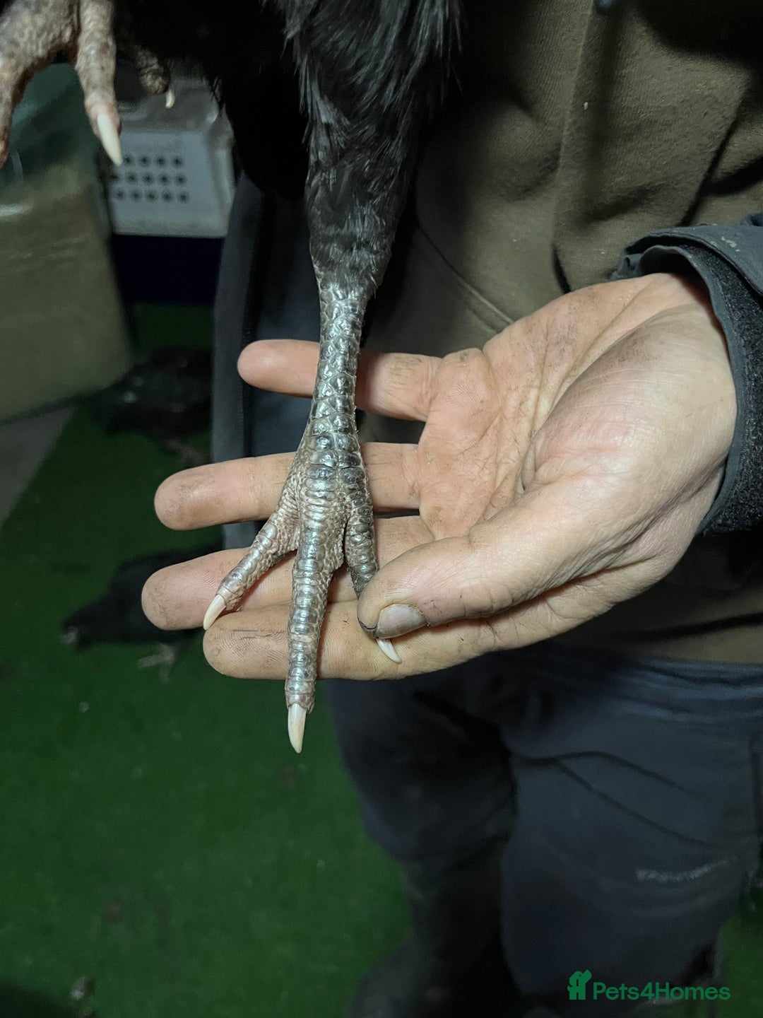 Chickens poultry for sale: Mianwali Aseel  - Advert 4