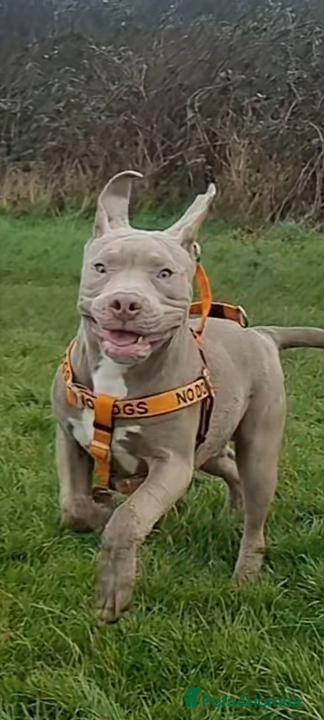 American Bully dogs for sale: 1 year old American Bully - Image 2