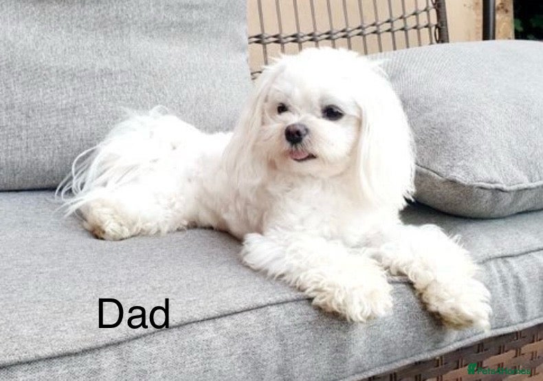 Maltese dogs Maltese puppies 1/2 Korean KC registered  - Advert 2