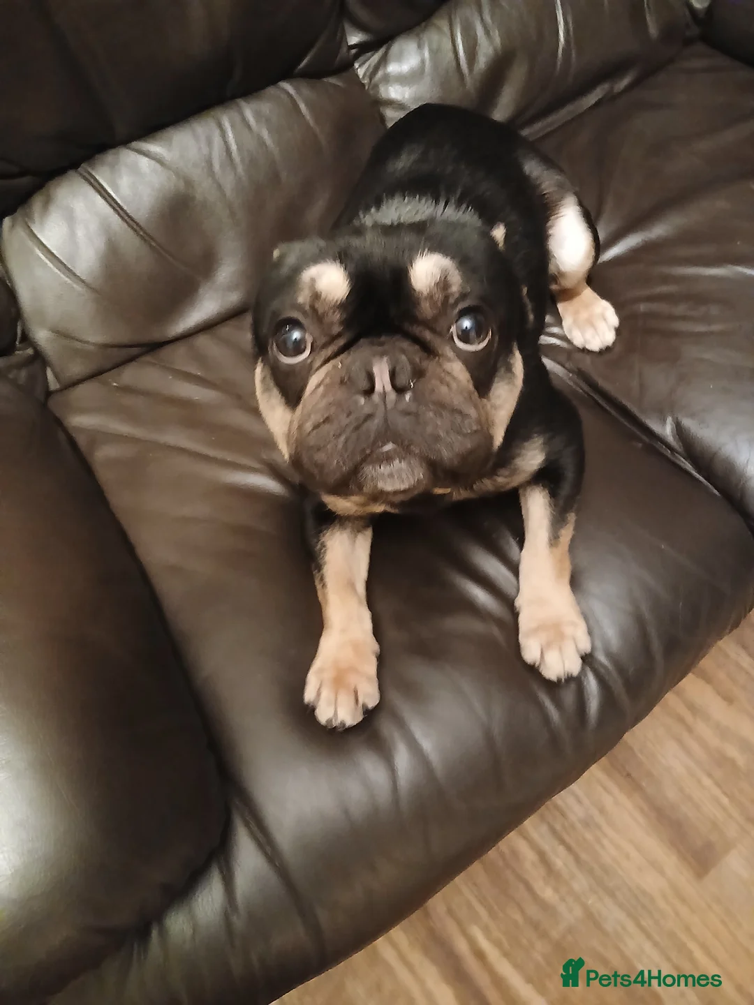French Bulldog dogs for sale: Male frenchie in Halifax - Advert 1