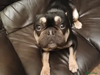 French Bulldog dogs Male frenchie - Advert 1