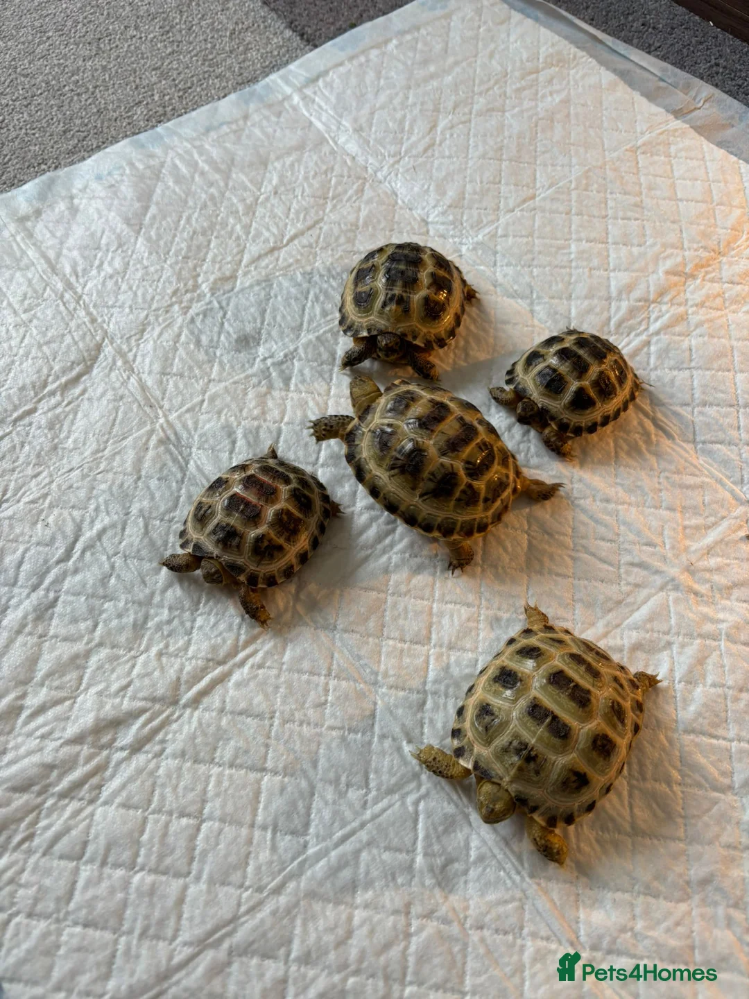 Tortoise reptiles for sale: Baby horsefield tortoise  - Advert 1