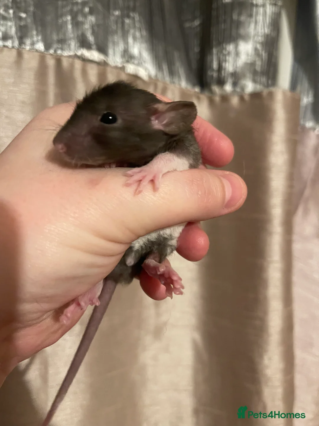 Rat rodents for sale: Baby rats looking for 5*homes only  - Advert 10