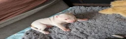 American Bulldog dogs for sale: American bulldog puppies - Advert 21