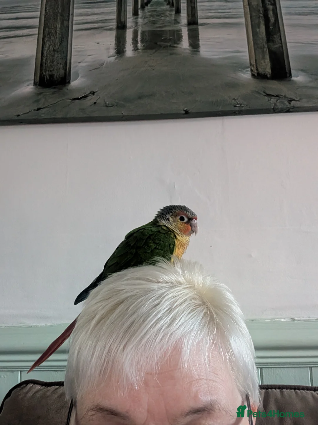 Conures birds for sale: Female pineapple conure - Advert 1