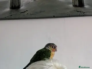 Conures birds Female pineapple conure - Advert 1