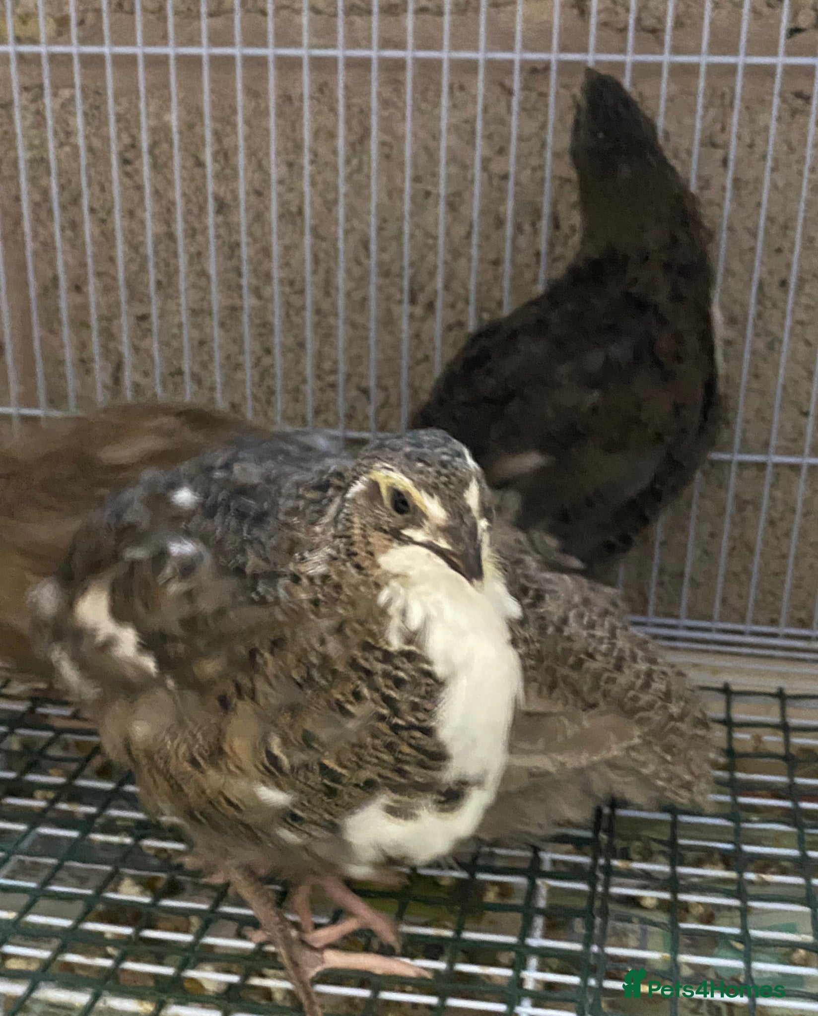 Quail poultry Japanese quails  - Advert 5