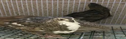 Quail poultry for sale: Japanese quails  - Advert 1