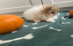 Pomeranian dogs for sale: Fluffy Pomeranian puppies - Image 15