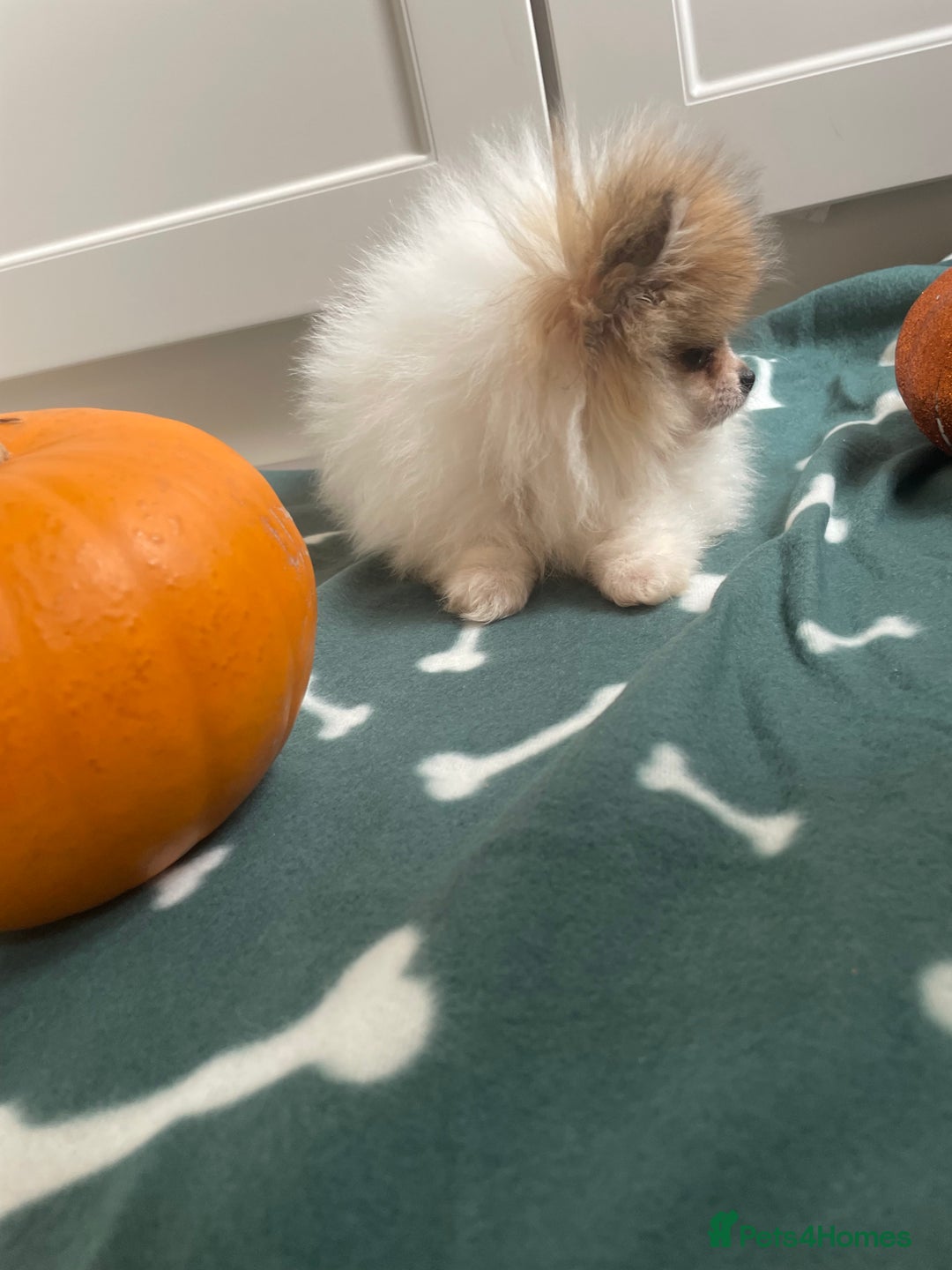 Pomeranian dogs for sale: Fluffy Pomeranian puppies - Image 15