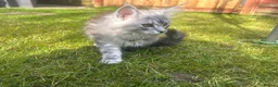 Maine Coon cats for sale: 🐈‍⬛Only 2 female kittens left 🐈‍⬛ - Advert 24