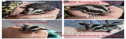 Sugar Glider rodents for sale: Sugar glider joeys ready to reserve  - Advert 10