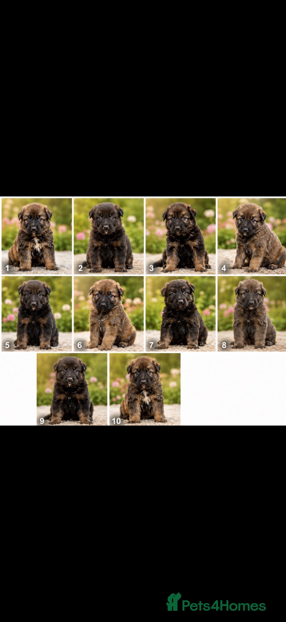 Mixed Breed dogs Belgian Shepard X caucasian Shepherd puppies - Advert 15