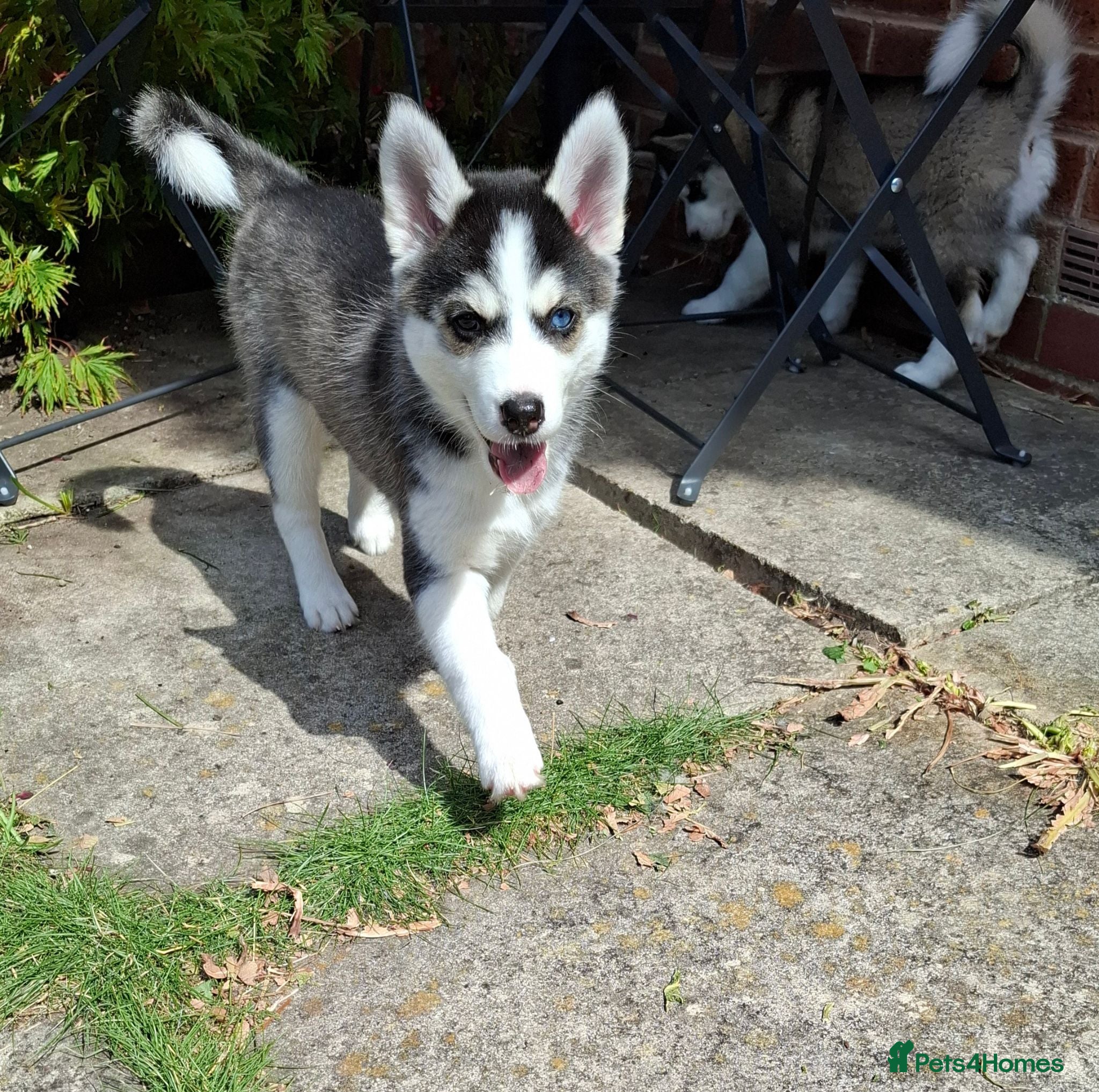 Pomsky dogs Stunning Pomsky Puppies  - Advert 15