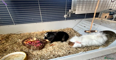 Guinea Pig rodents - Advert 2