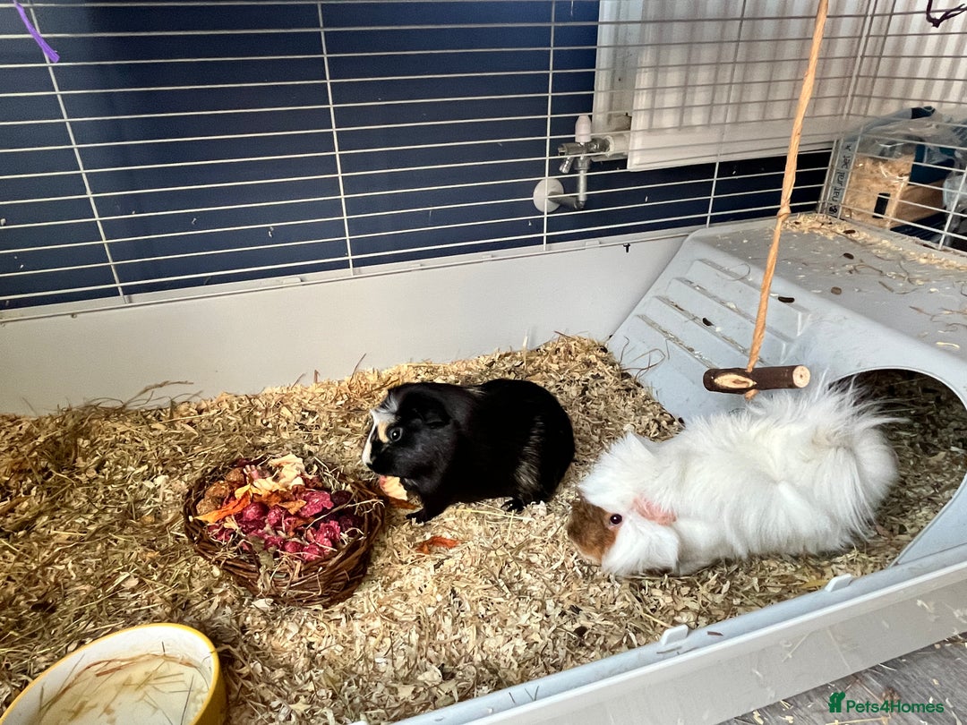 Guinea Pig rodents for sale: Guinea pigs - Image 2