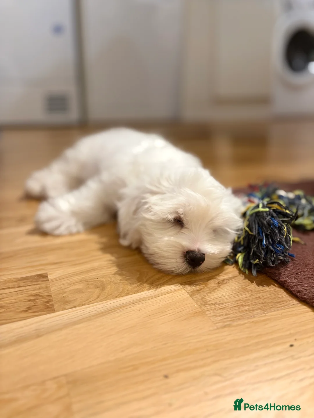 Maltese dogs for sale: Beautiful Maltese Puppy - Advert 2