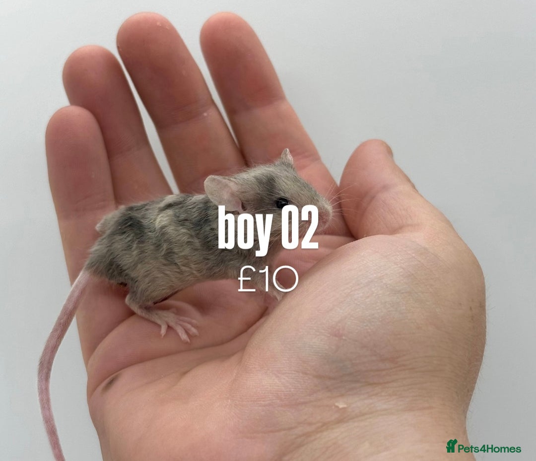 Mouse rodents for sale: fancy mice - (please read the description).  - Image 14