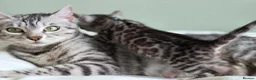Bengal cats for sale: Gorgeous Health Tested Bengal Kittens  - Advert 23