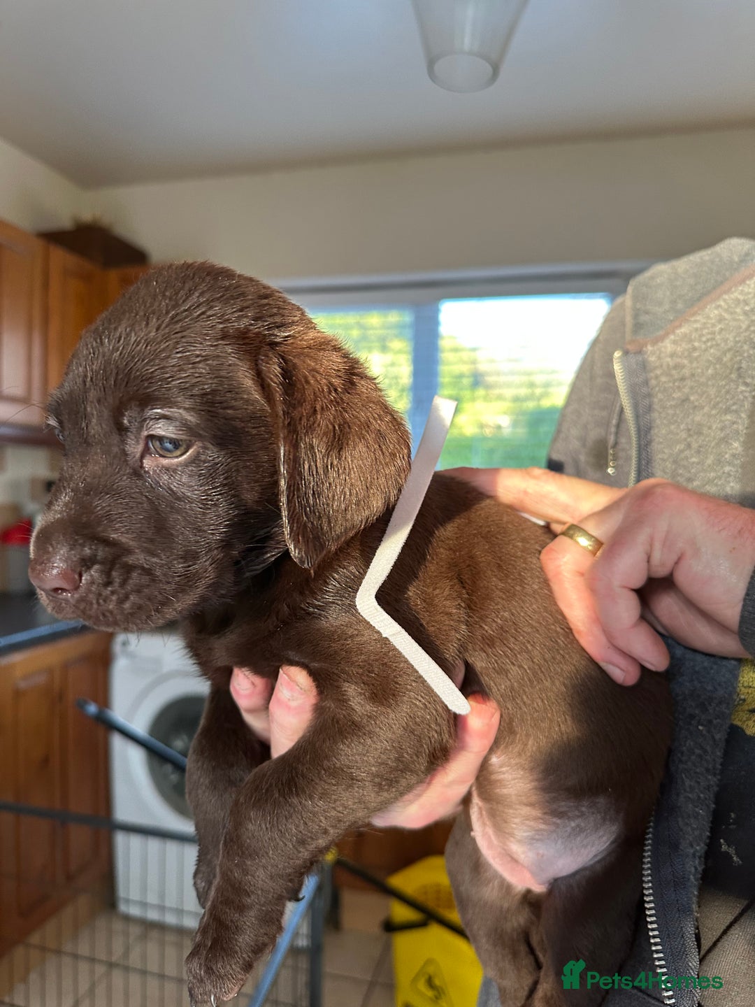 Labrador Retriever dogs for sale: Labrador puppies - Image 10