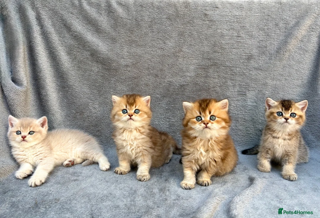 British Shorthair cats for sale: ✨Pedigree British shorthair/ longhair golden lilac - Advert 1