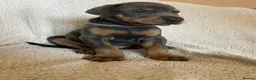Dobermann dogs for sale: Beautiful Dobermann Pups - Available from 2nd May - Advert 15