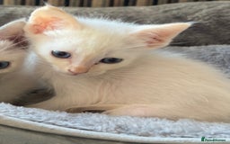 Ragamese cats for sale: Beautiful Ragamese kittens ❤️ - Image 7