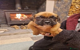 Boxer dogs for sale: Beautiful litter of KC reg bobtail boxer pups - Image 5
