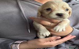Cocker Spaniel dogs for sale: Cocker spaniel pups - Image 15