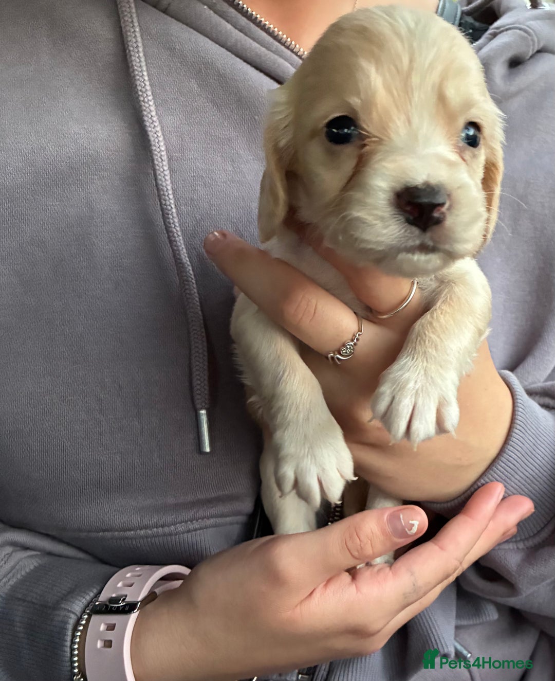 Cocker Spaniel dogs for sale: Cocker spaniel pups - Image 15