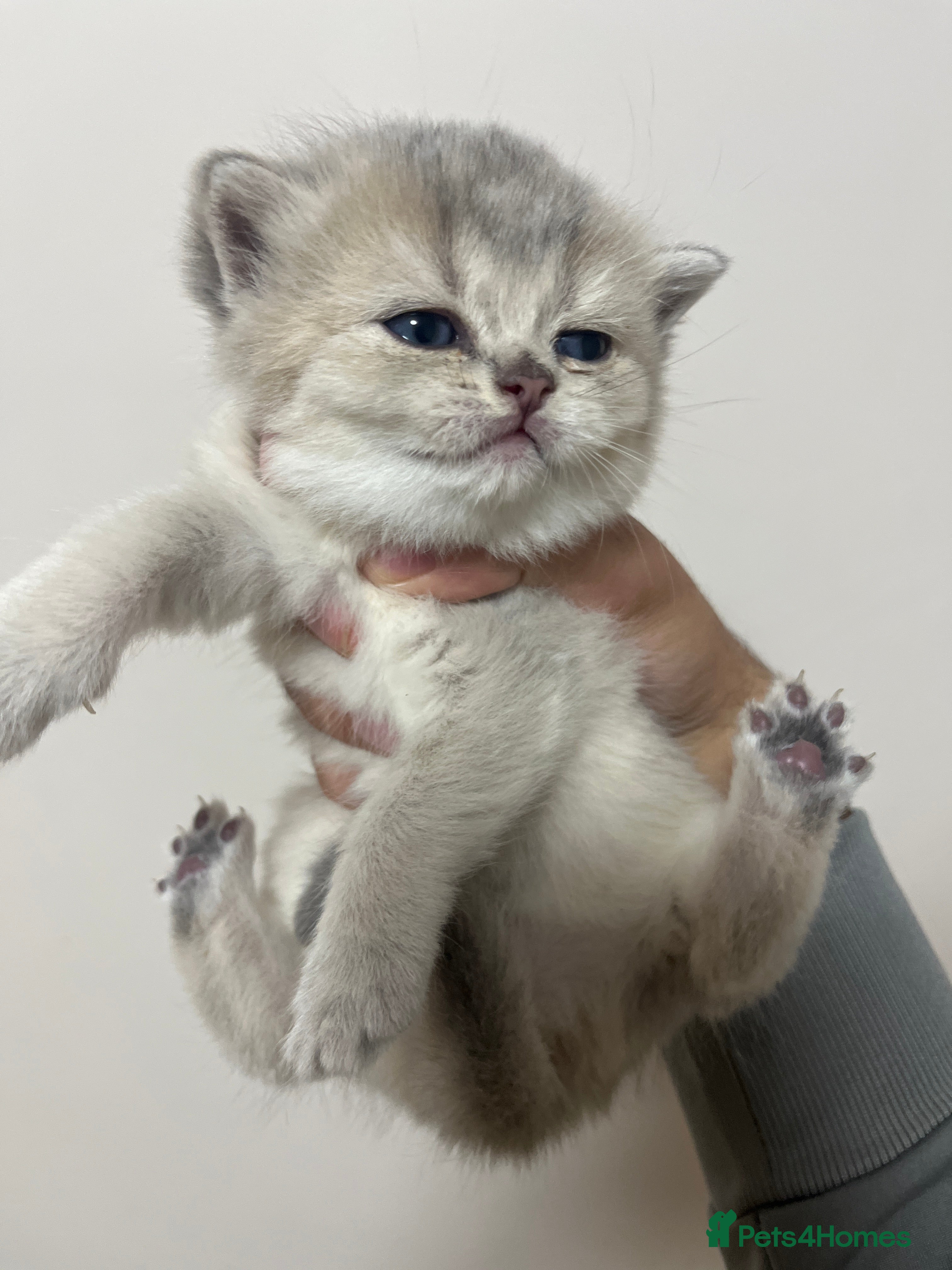 British Shorthair cats 😻 6 chunky fluffy Kittens available 😻 - Advert 2