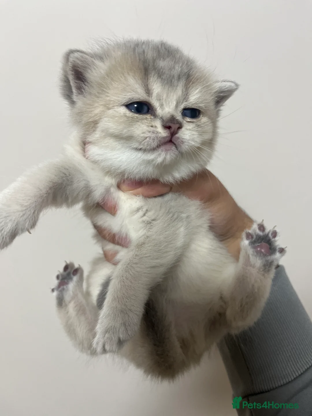 British Shorthair cats for sale: 😻 6 chunky fluffy Kittens available 😻 in Walsall - Advert 2