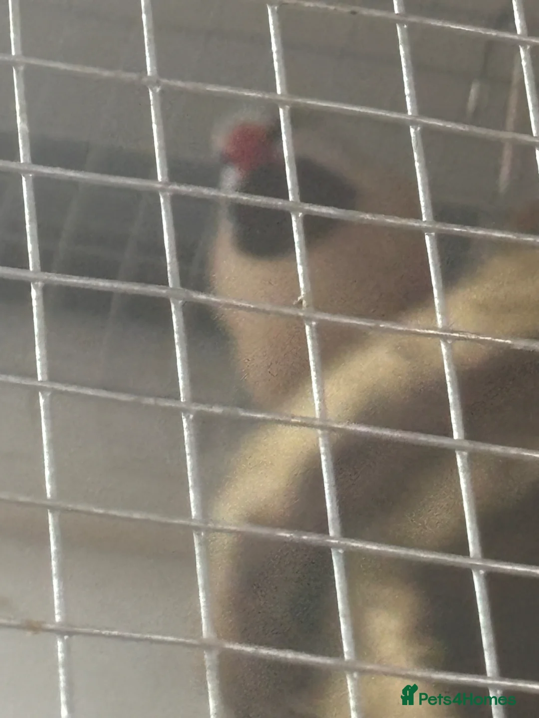 Mixed Breed birds for sale: Finches various - Advert 2