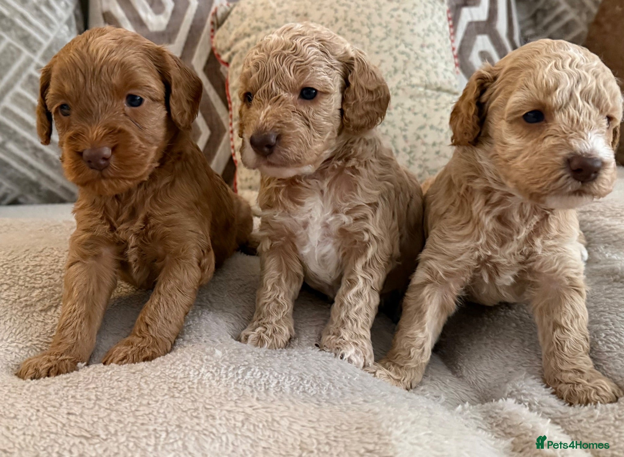 Cockapoo dogs ⭐⭐OUTSTANDING COCKAPOO PUPPIES⭐⭐ - Advert 2