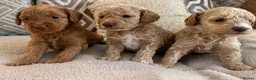 Cockapoo dogs for sale: ⭐⭐OUTSTANDING COCKAPOO PUPPIES⭐⭐ in Melton Mowbray - Advert 2