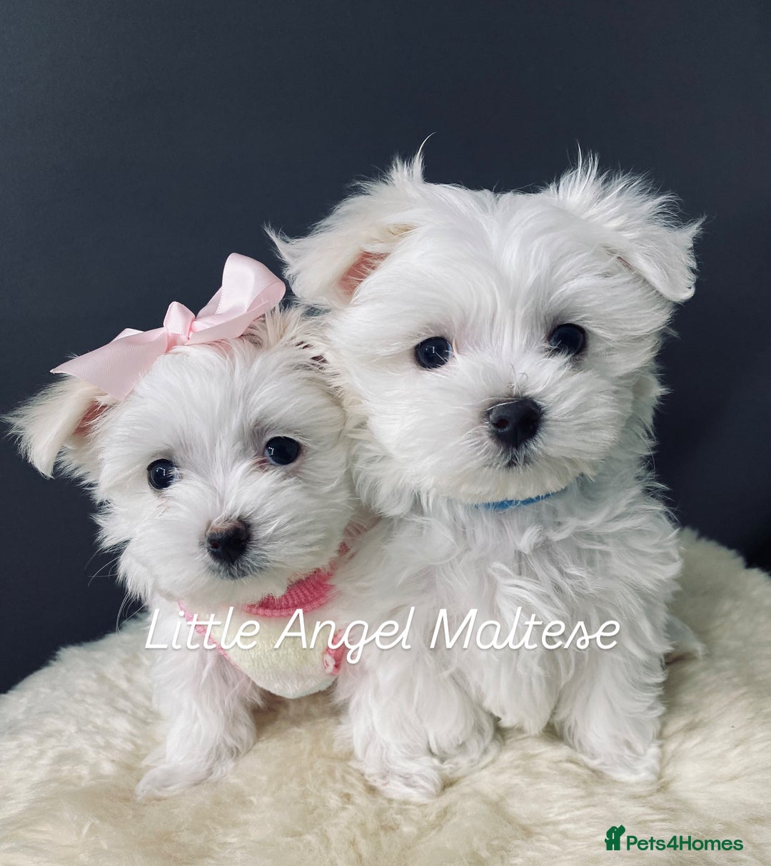 Maltese dogs for sale: ✨ Outstanding KC half-Korean Maltese Puppies ✨ - Advert 8