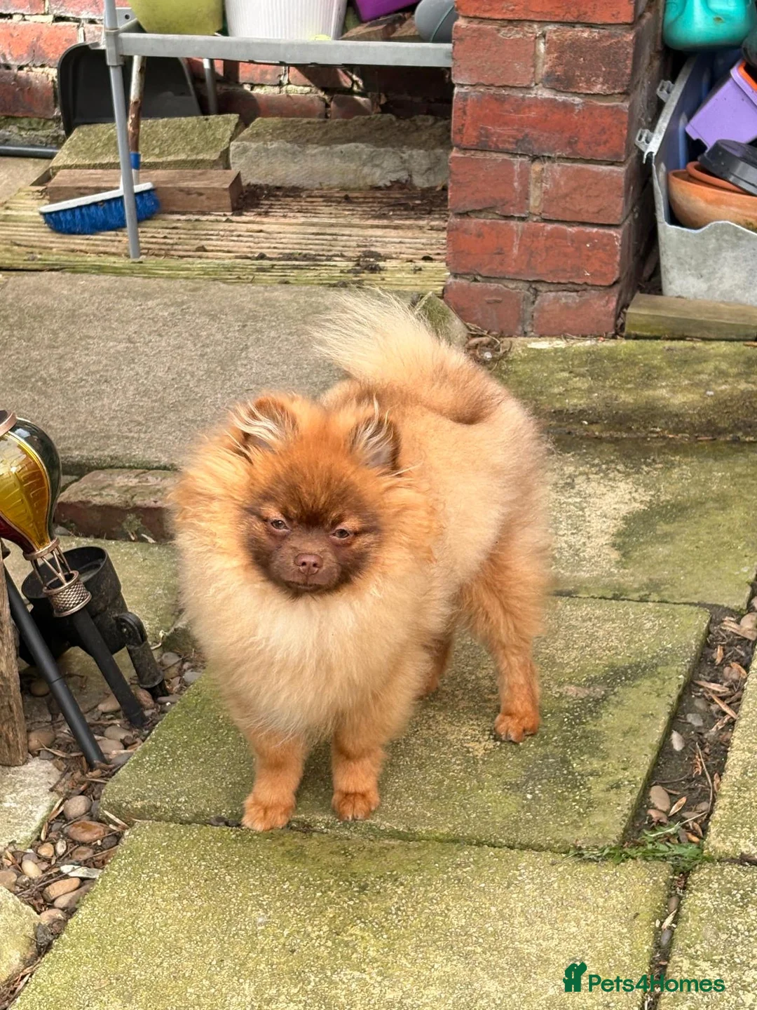 Pomeranian dogs for sale: Exceedingly Rare Red Pom puppy with green eyes  - Advert 2
